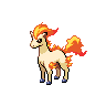 ponyta