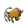 tauros back